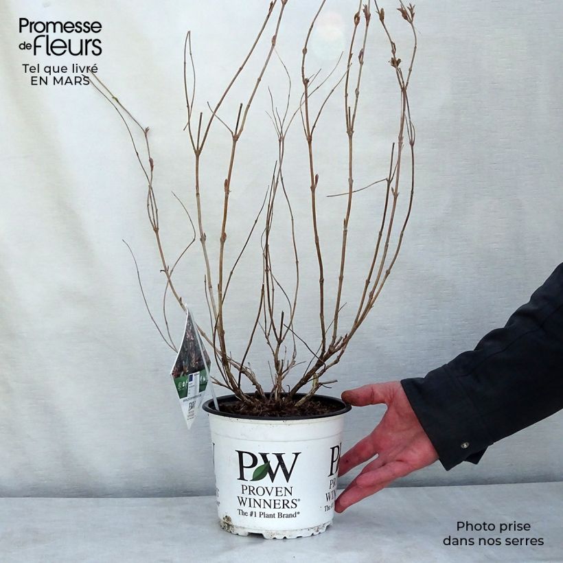 Spécimen de Diervilla Kodiak Red Pot de 2L/3L tel que livré en hiver