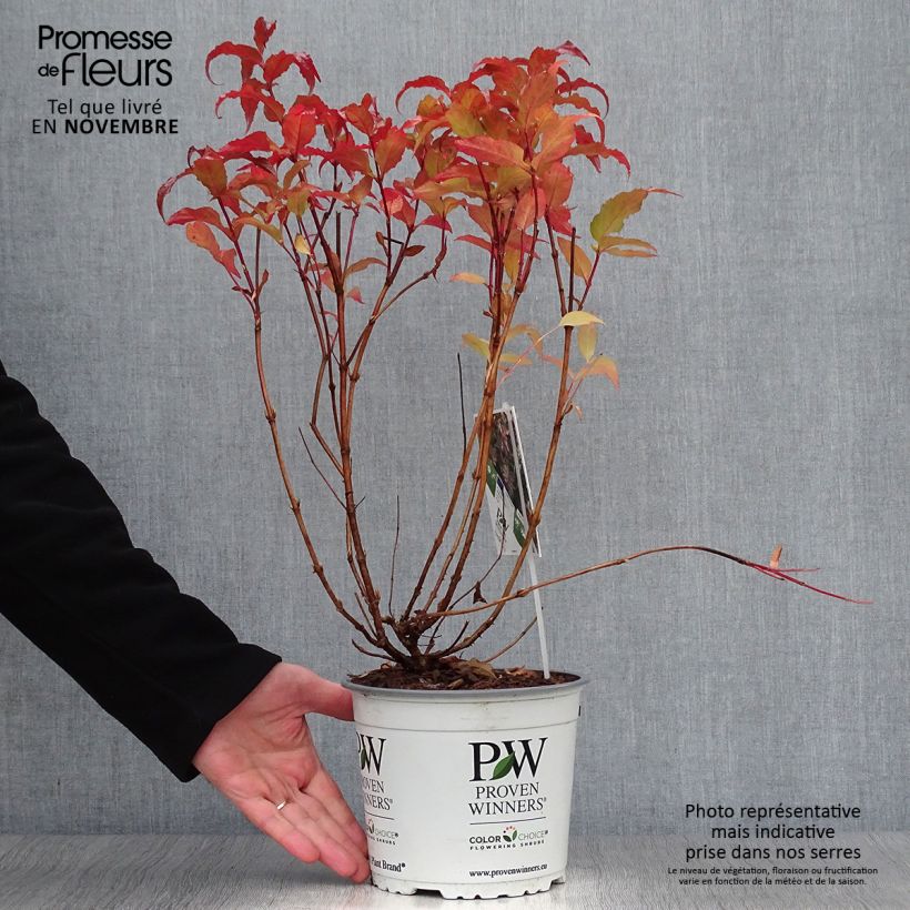 Spécimen de Diervilla Kodiak Red Pot de 2L/3L tel que livré en automne