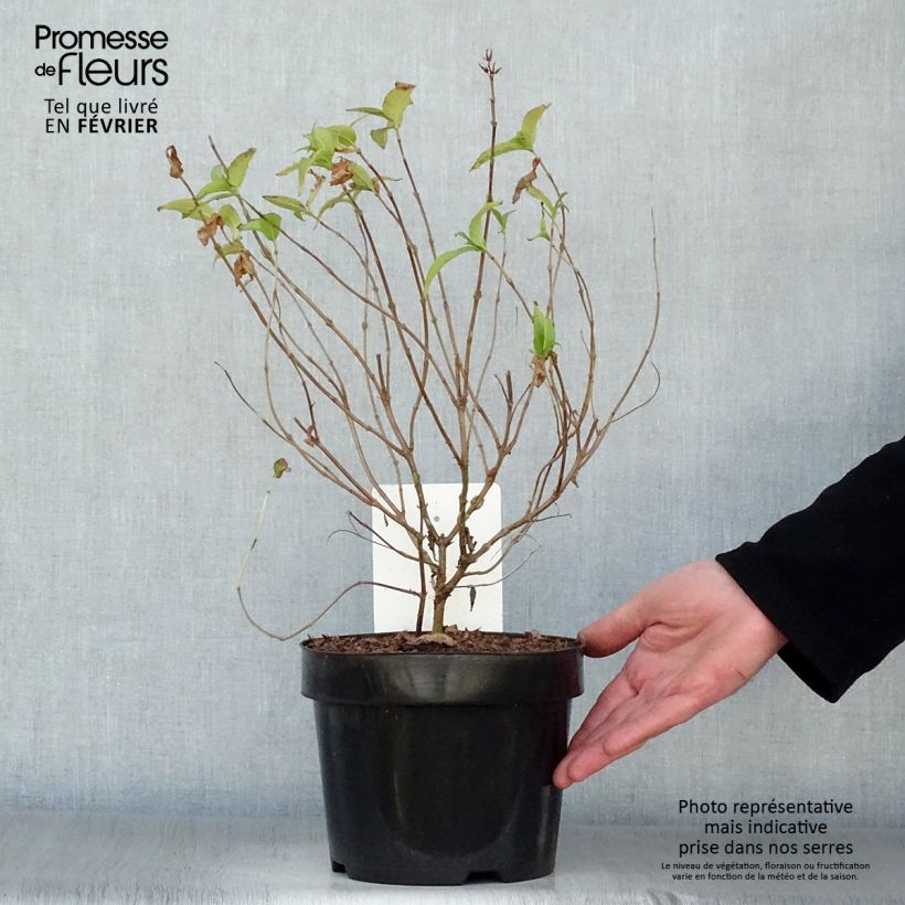 Spécimen de Diervilla rivularis Honeybee Pot de 2L/3L tel que livré en hiver