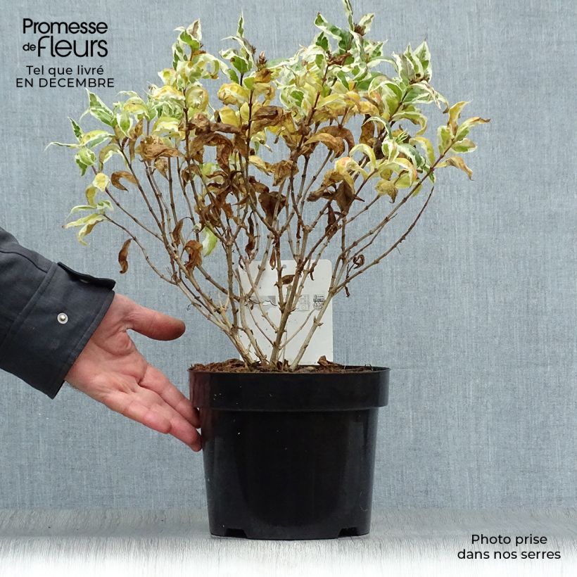 Spécimen de Diervilla sessilifolia Cool Splash Pot de 3L/4L tel que livré en hiver