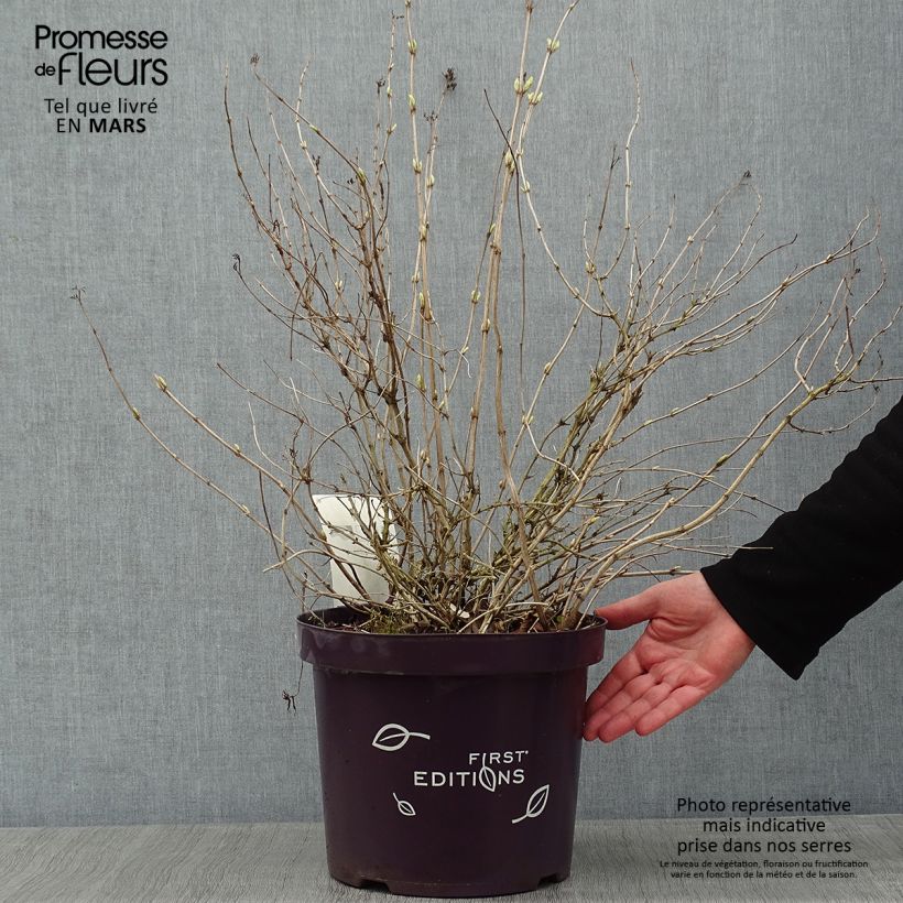 Spécimen de Diervilla sessilifolia Cool Splash Pot de 7,5L/10L tel que livré en hiver