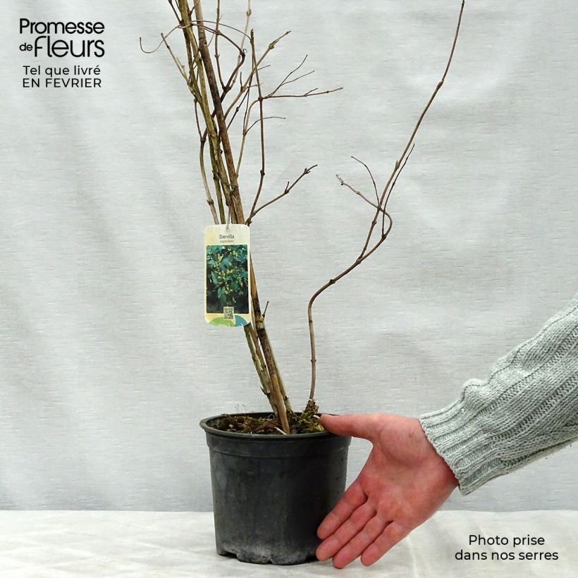 Spécimen de Diervilla splendens - Diervillé Pot de 2L/3L tel que livré en hiver