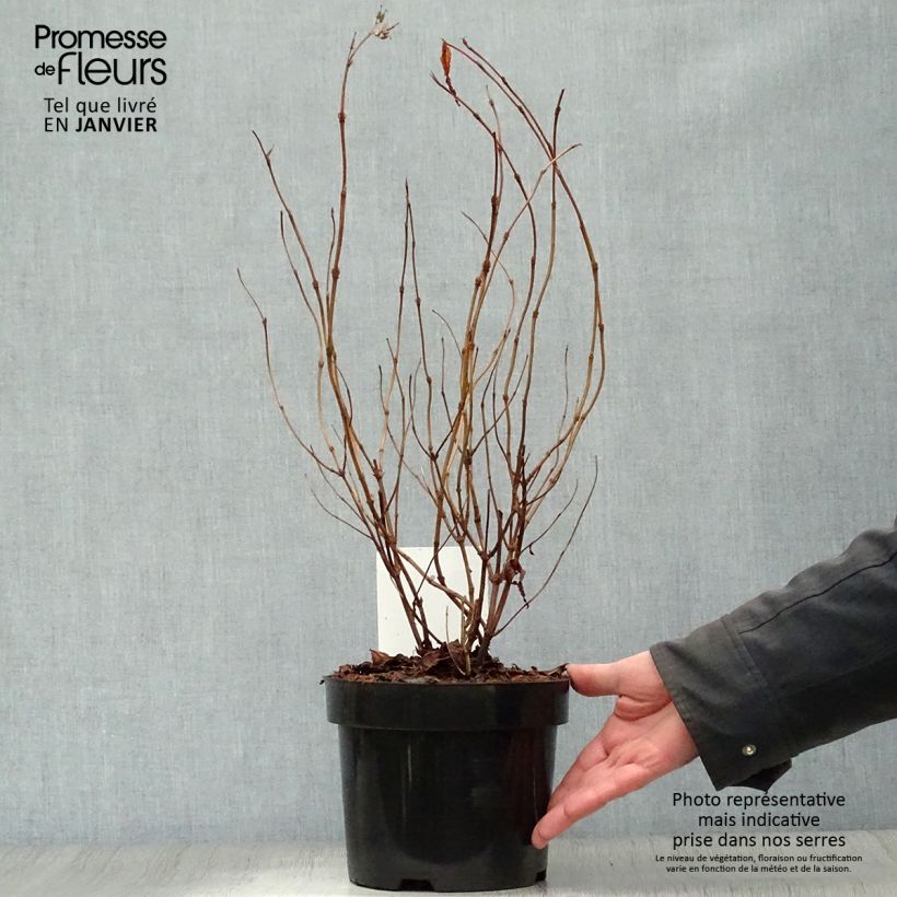 Spécimen de Diervilla splendens Diva - Diervillé Pot de 3L/4L tel que livré en hiver