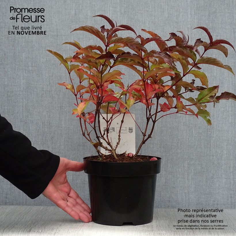 Spécimen de Diervilla splendens Diva - Diervillé Pot de 3L/4L tel que livré en automne