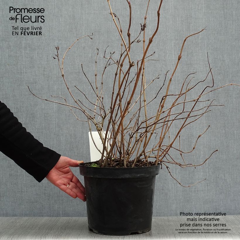 Spécimen de Diervilla splendens Diva - Diervillé Pot de 7,5L/10L tel que livré en hiver