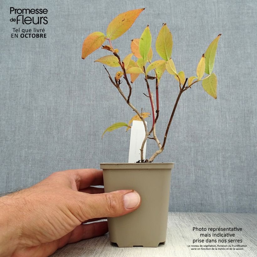 Spécimen de Diervilla splendens - Diervillé Godet de 8/9 cm tel que livré en automne