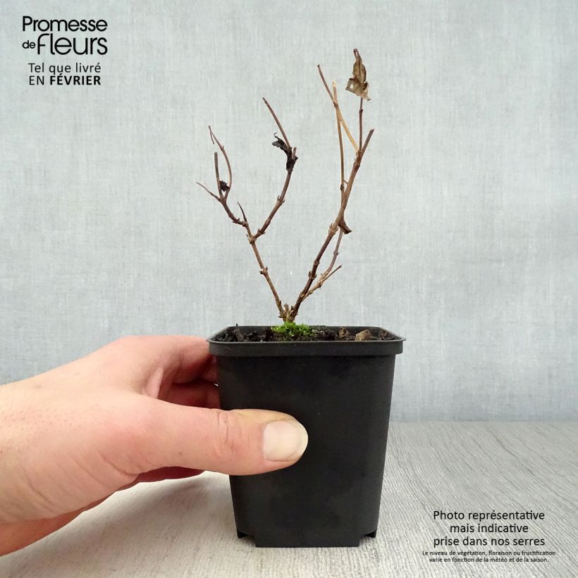 Spécimen de Diervilla splendens - Diervillé Godet de 8/9 cm tel que livré en hiver