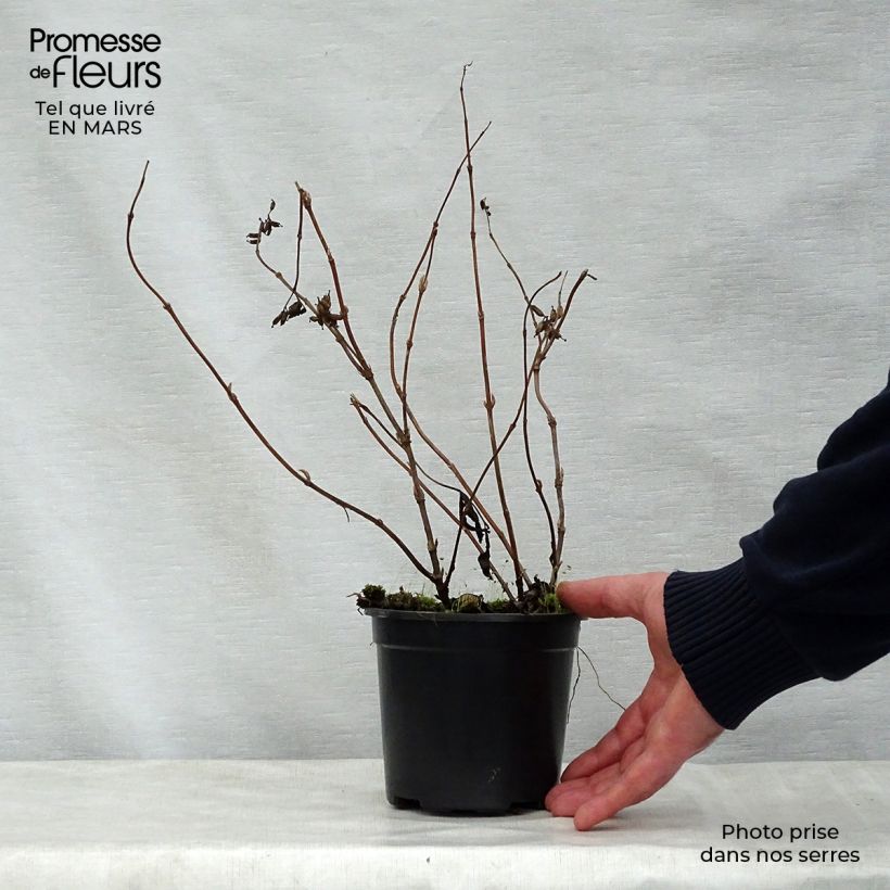 Spécimen de Diervilla splendens - Diervillé Godet de 8/9 cm tel que livré au printemps