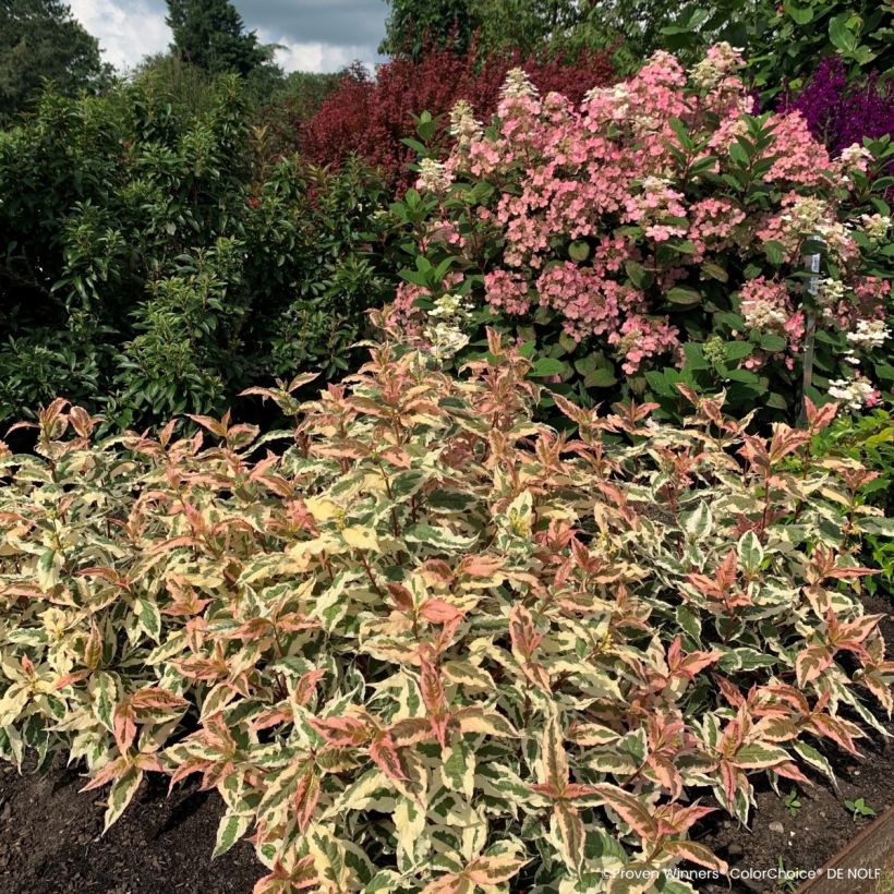 Diervilla Kodiak Mixx (Port)