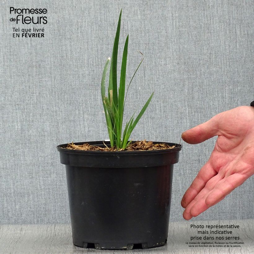Spécimen de Dietes Grandiflora - Iris des Fées Pot de 2L/3L tel que livré en hiver