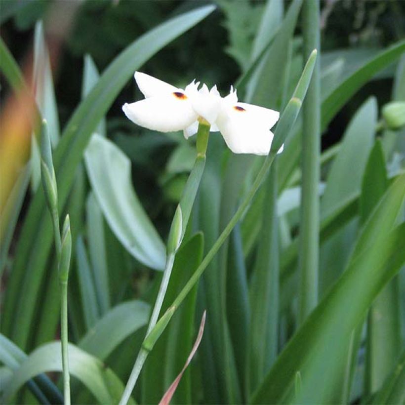 Dietes bicolor - Iris espagnol (Port)