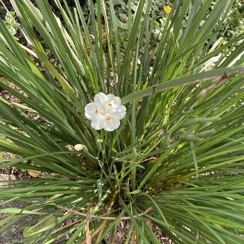 Dietes bicolor - Iris espagnol (Port)