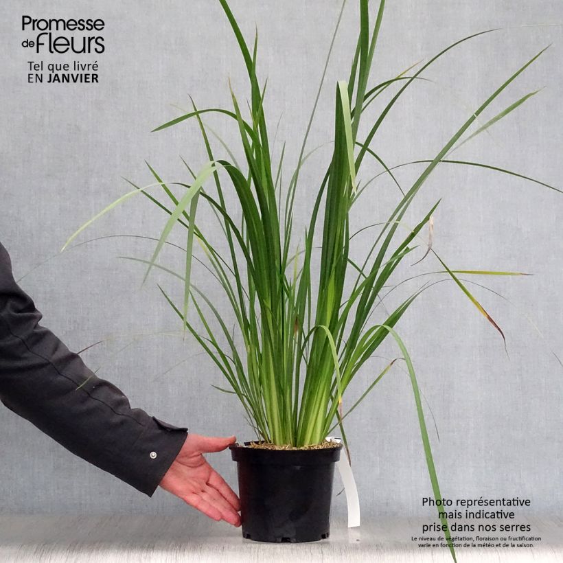 Spécimen de Dietes bicolor - Iris espagnol Pot de 2L/3L tel que livré en hiver