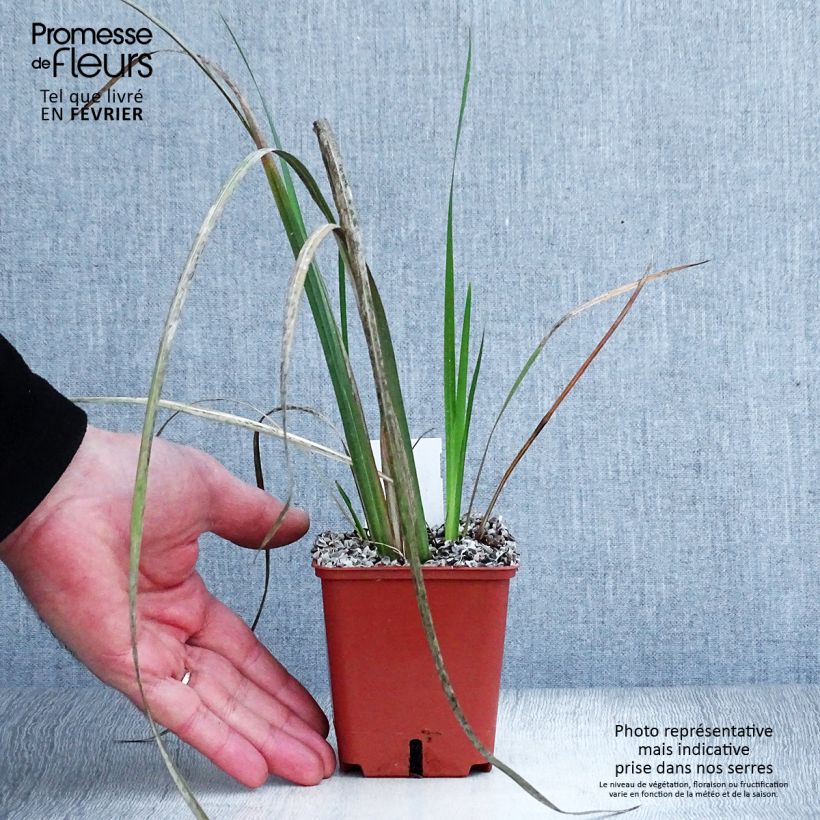 Spécimen de Dietes bicolor - Iris espagnol Godet de 8/9 cm tel que livré en hiver