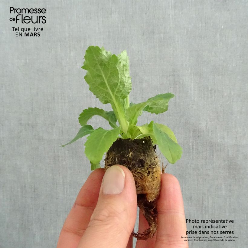 Spécimen de Digiplexis Berry Canary - Digitalis hybride Mini-motte Ø 3/4 cm, Jeune plant d'environ 5 cm de haut tel que livré au printemps