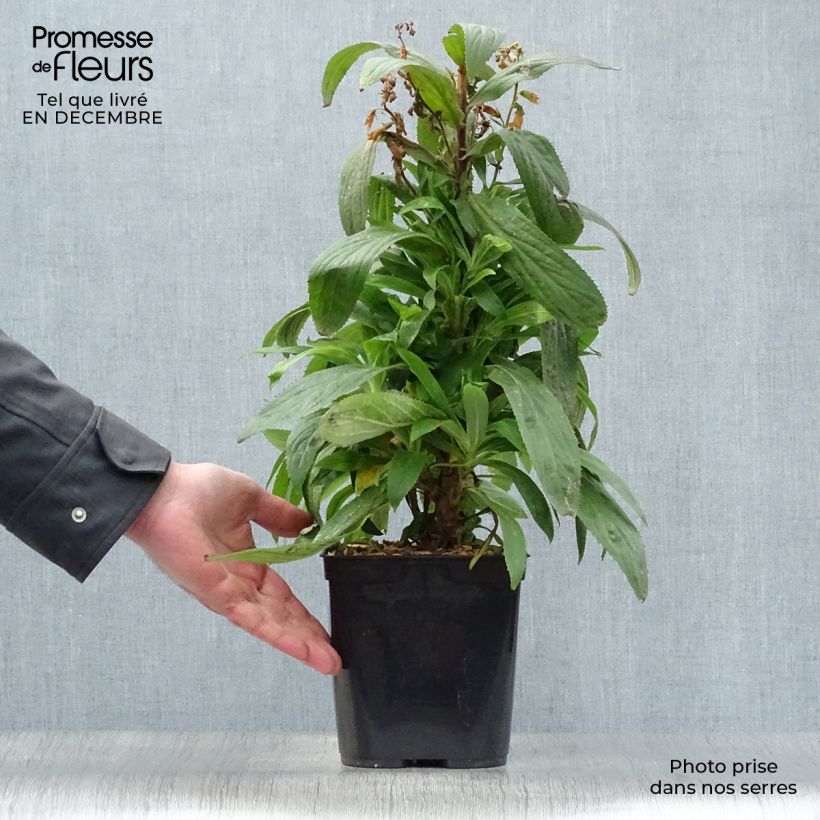 Spécimen de Digiplexis Firecracker - Digitale hybride Pot de 2L/3L tel que livré en hiver