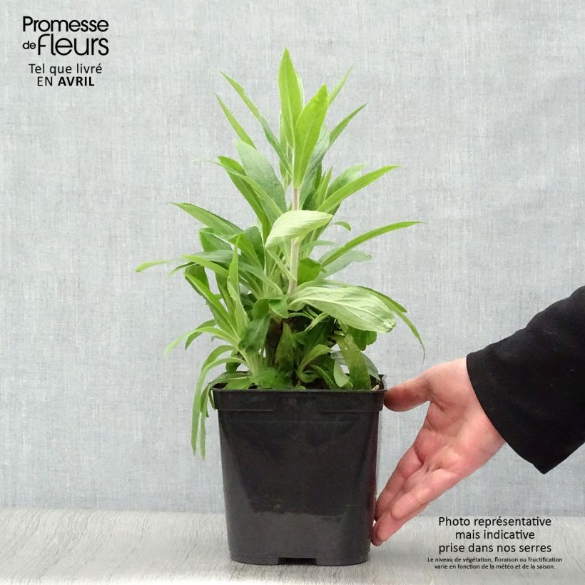 Digitalis Firecracker - Digital Maceta 2L/3L Ejemplar entregado en la primavera