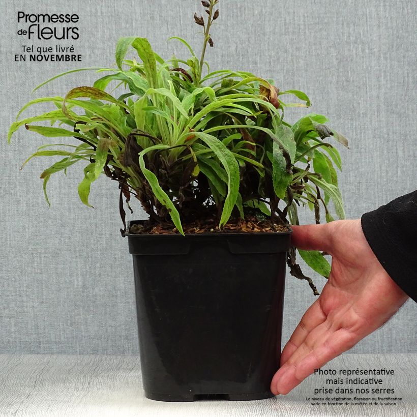 Spécimen de Digiplexis Illumination Raspberry - Digitalis hybride  Pot de 2L/3L tel que livré en automne