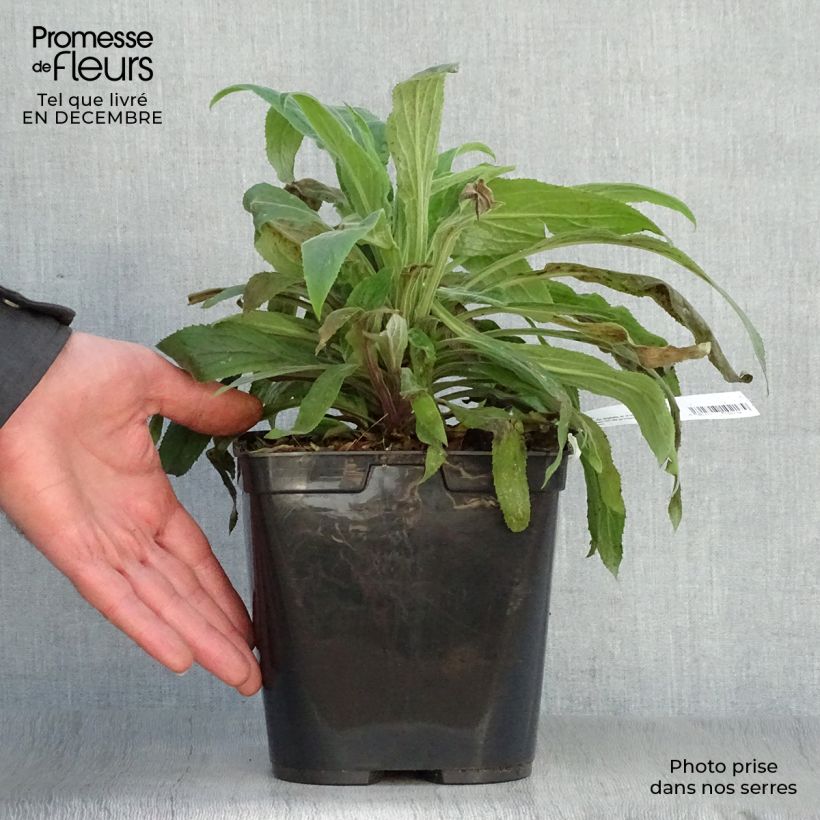 Spécimen de Digiplexis Illumination Raspberry - Digitalis hybride  Pot de 2L/3L tel que livré en hiver