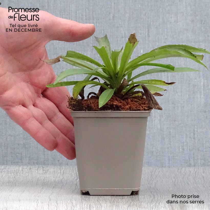 Spécimen de Digitale - Digitalis hybride Goldcrest Godet de 8/9 cm tel que livré en hiver