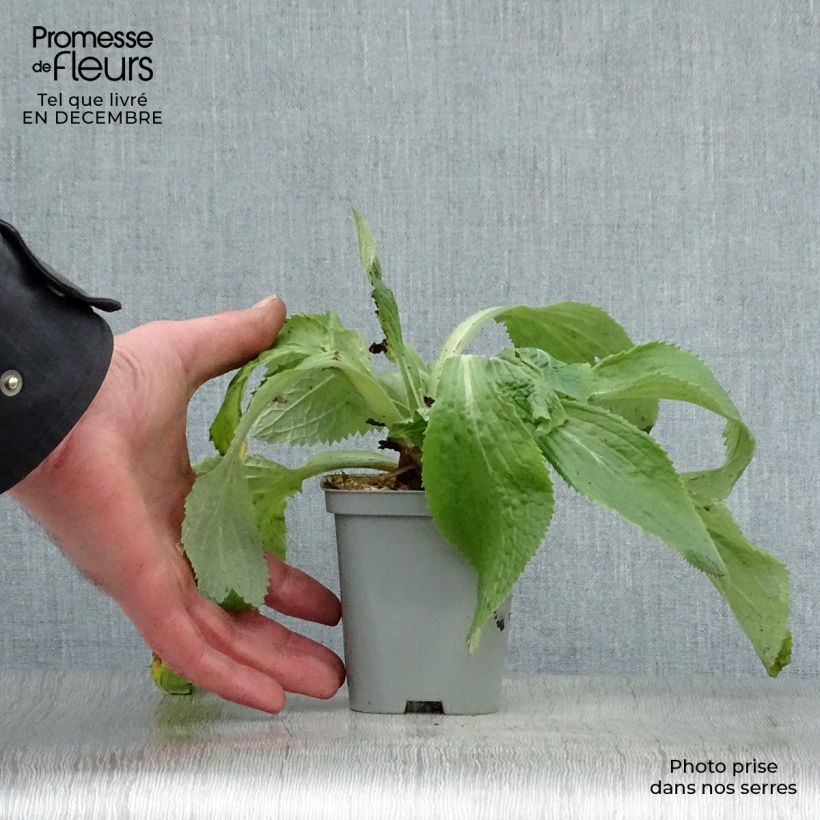 Spécimen de Digitale, Digitalis mertonensis Godet de 8/9 cm tel que livré en hiver