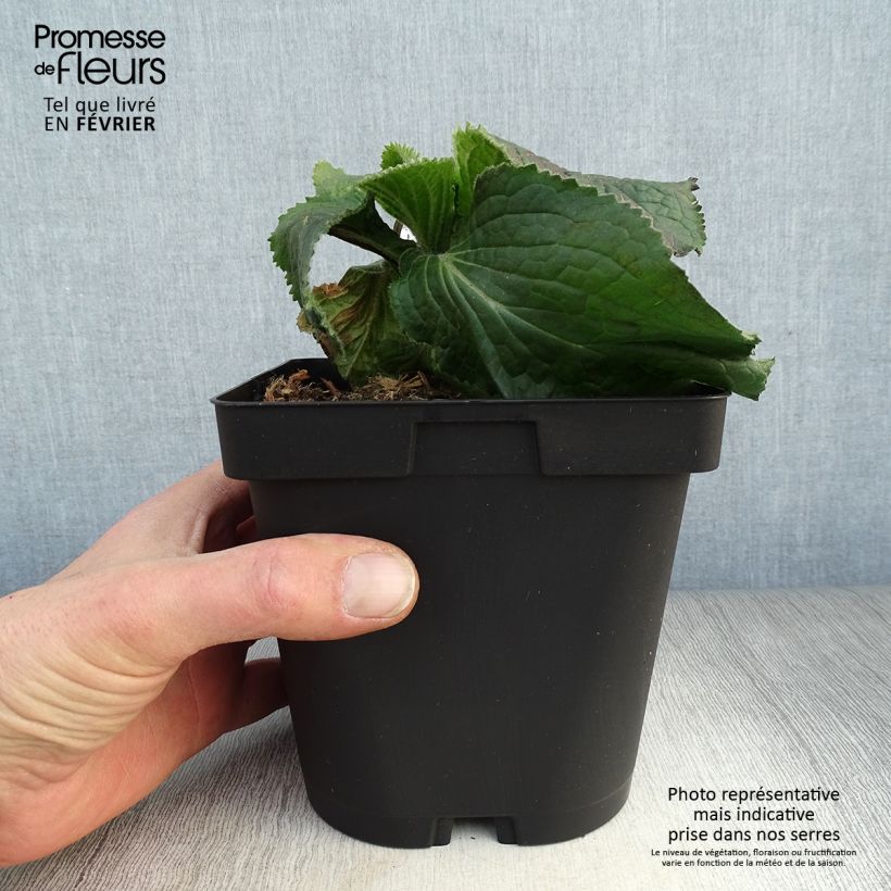 Spécimen de Digitale, Digitalis mertonensis Pot de 2L/3L tel que livré en hiver