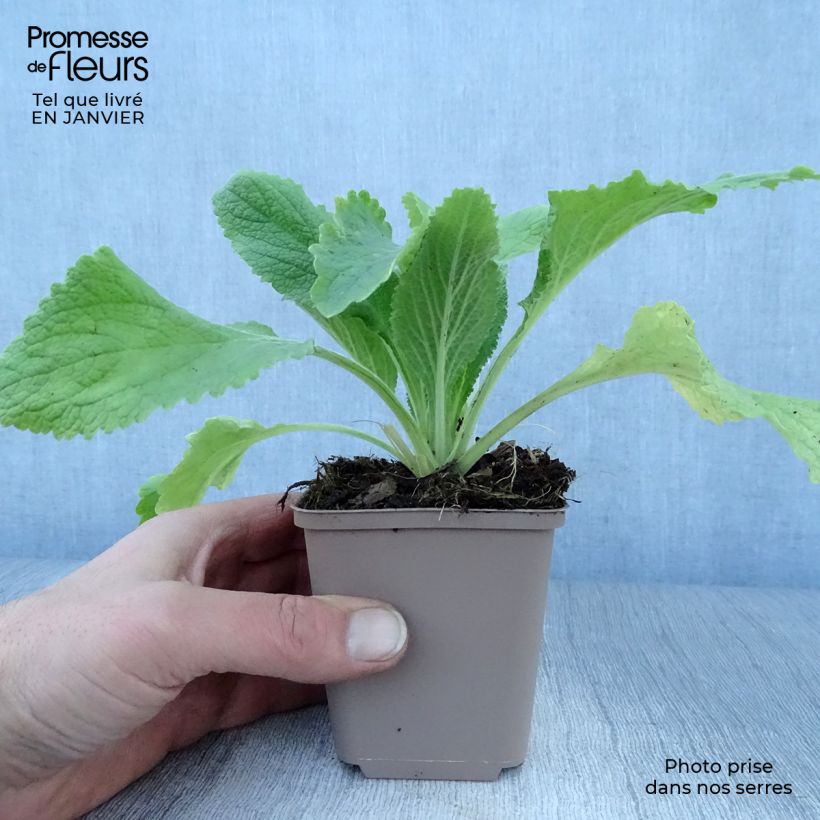 Spécimen de Digitale - Digitalis purpurea Monstrosa  Godet de 8/9 cm tel que livré en hiver