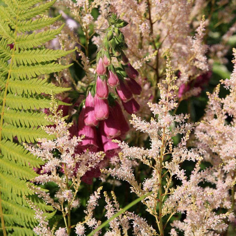 Digitale - Digitalis purpurea Monstrosa  (Port)