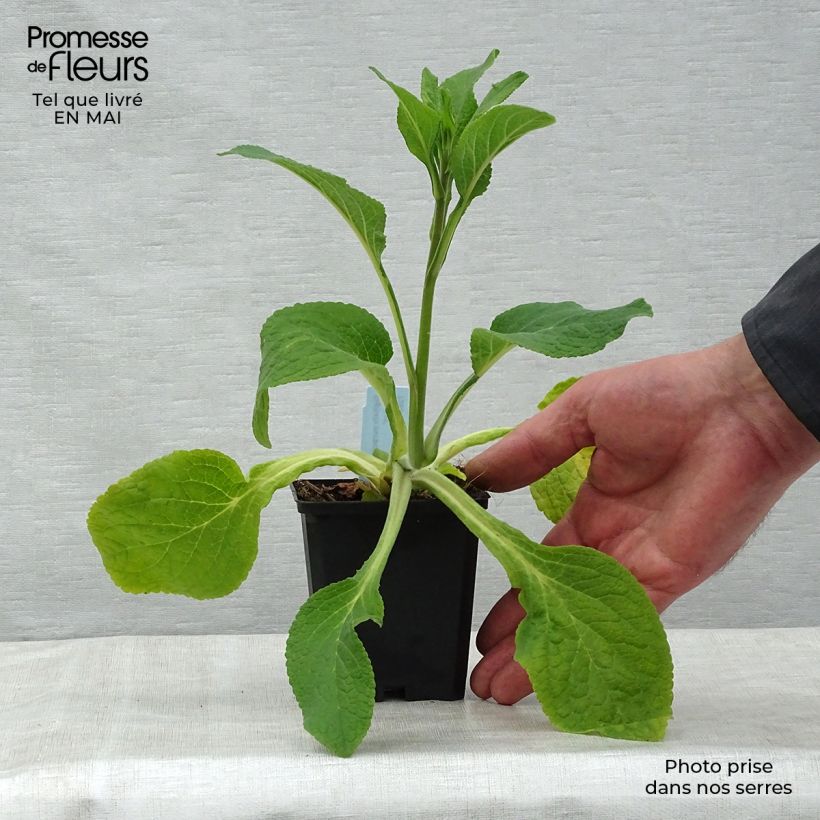 Spécimen de Digitale Suttons Apricot - Digitalis purpurea Godet de 7/8 cm tel que livré au printemps