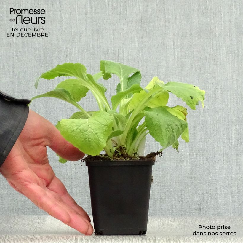 Spécimen de Digitale Suttons Apricot - Digitalis purpurea Godet de 7/8 cm tel que livré en hiver