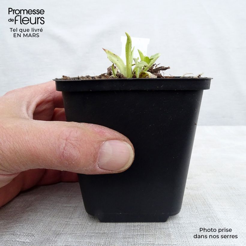 Spécimen de Digitale à grandes fleurs - Digitalis grandiflora Godet de 8/9 cm tel que livré en hiver