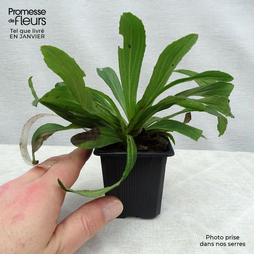 Spécimen de Digitale ferrugineuse - Digitalis ferruginea Gigantea Godet de 8/9 cm tel que livré en hiver