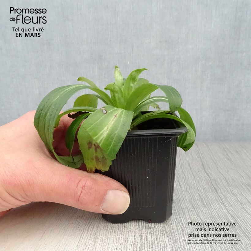 Exemplaar van Digitalis ferruginea Gigantea - Vingerhoedskruid Kweekpotje van 8/9 cm zoals geleverd in de lente