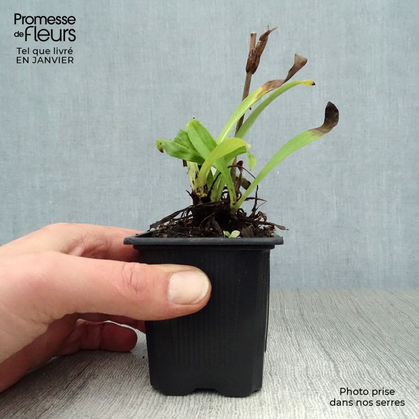 Spécimen de Digitale jaune - Digitalis lutea Godet de 8/9 cm tel que livré en hiver