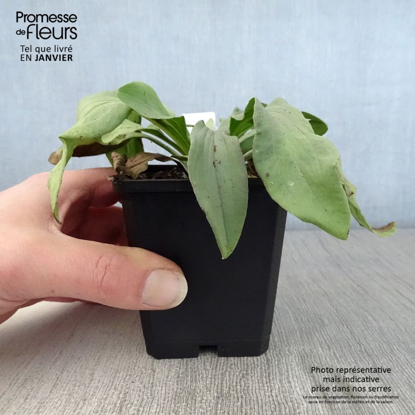 Spécimen de Digitale laineuse Café Crème - Digitalis lanata Godet de 8/9 cm tel que livré en hiver