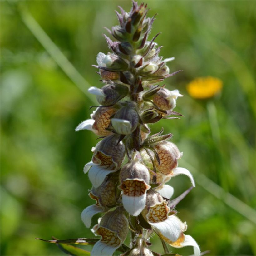 Digitale laineuse bicolore - Digitalis lanata (Floraison)