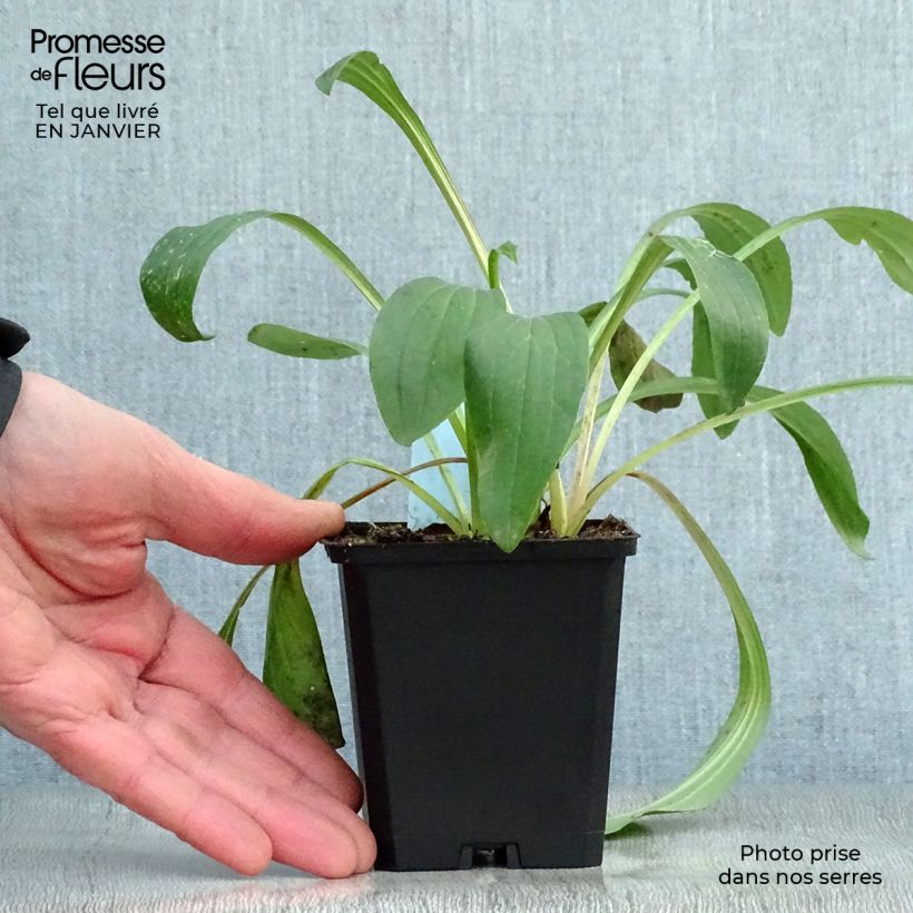 Spécimen de Digitale laineuse bicolore - Digitalis lanata Godet de 8/9 cm tel que livré en hiver