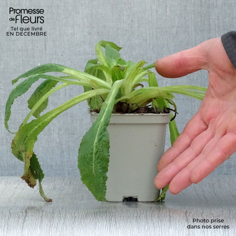 Spécimen de Digitale purpurea - Gant de notre-dame Godet de 8/9 cm tel que livré en hiver