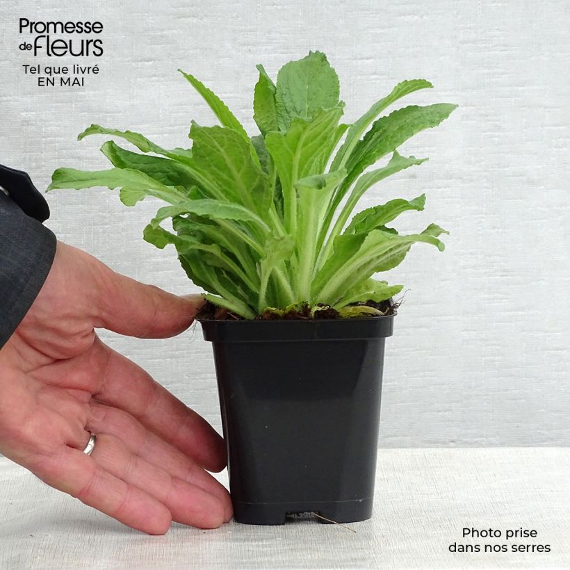 Digitalis purpurea - Digitale rossa Vasetto da 8/9 cm esemplare consegnato in primavera