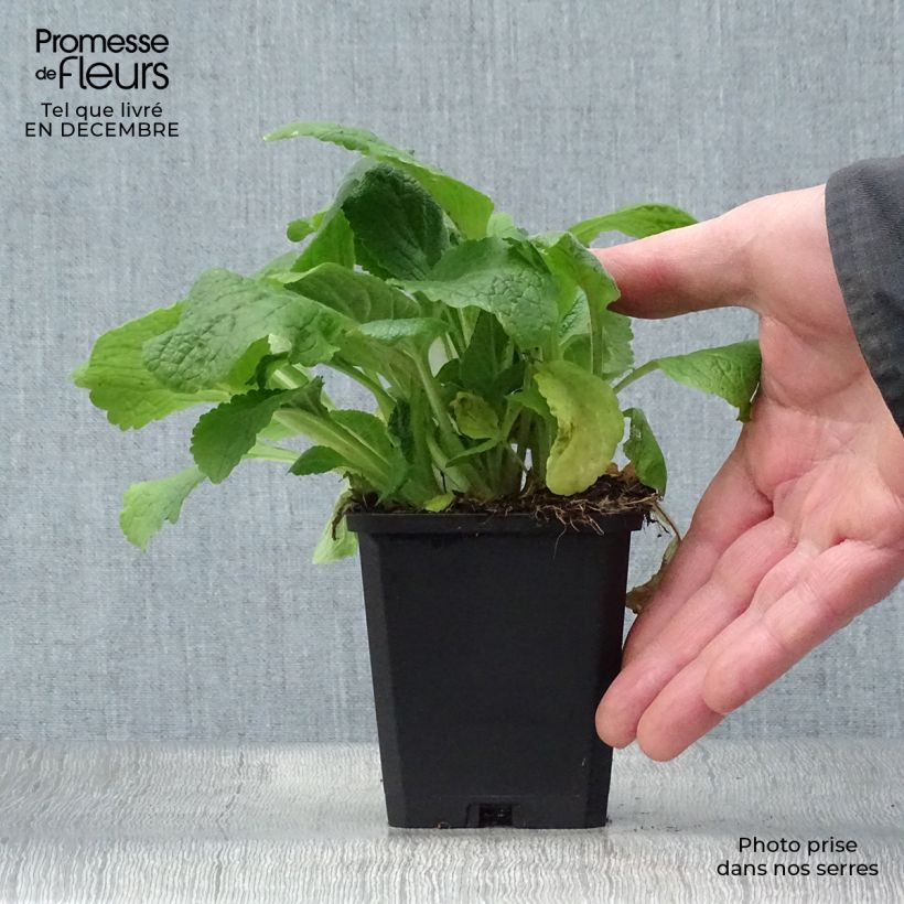 Spécimen de Digitale purpurea Pam's Choice - Gant de notre-dame Godet de 8/9 cm tel que livré en hiver