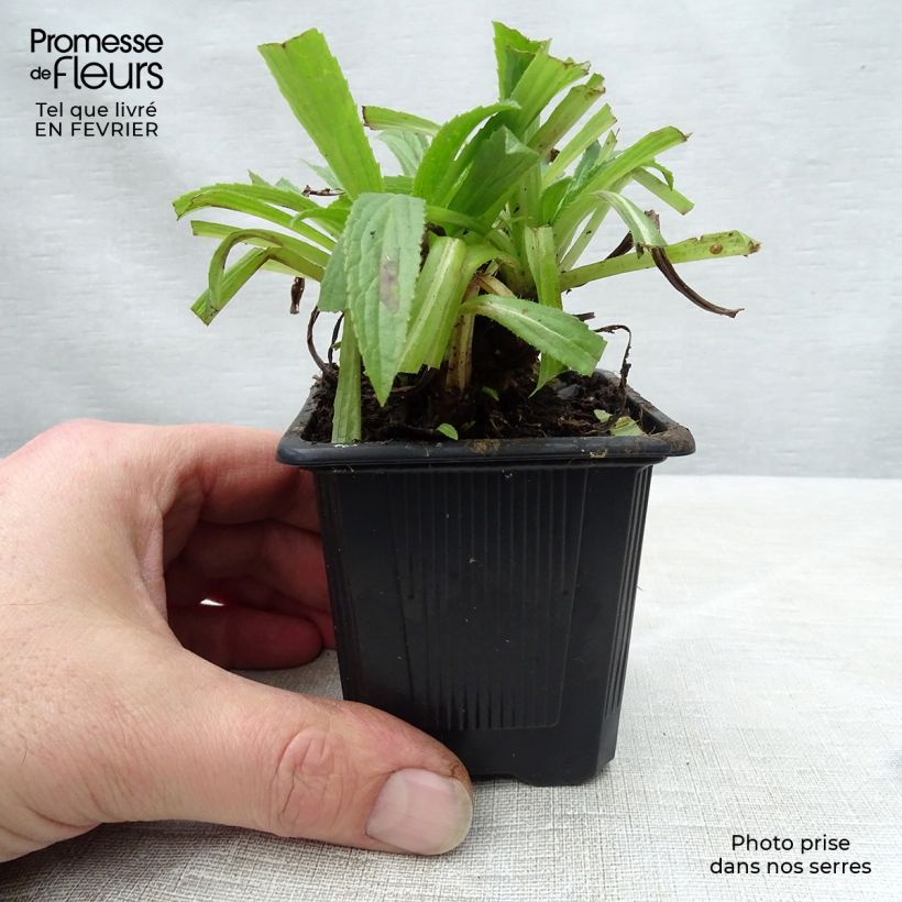Spécimen de Digitalis Glory of Roundway - Digitale Godet de 8/9 cm tel que livré en hiver