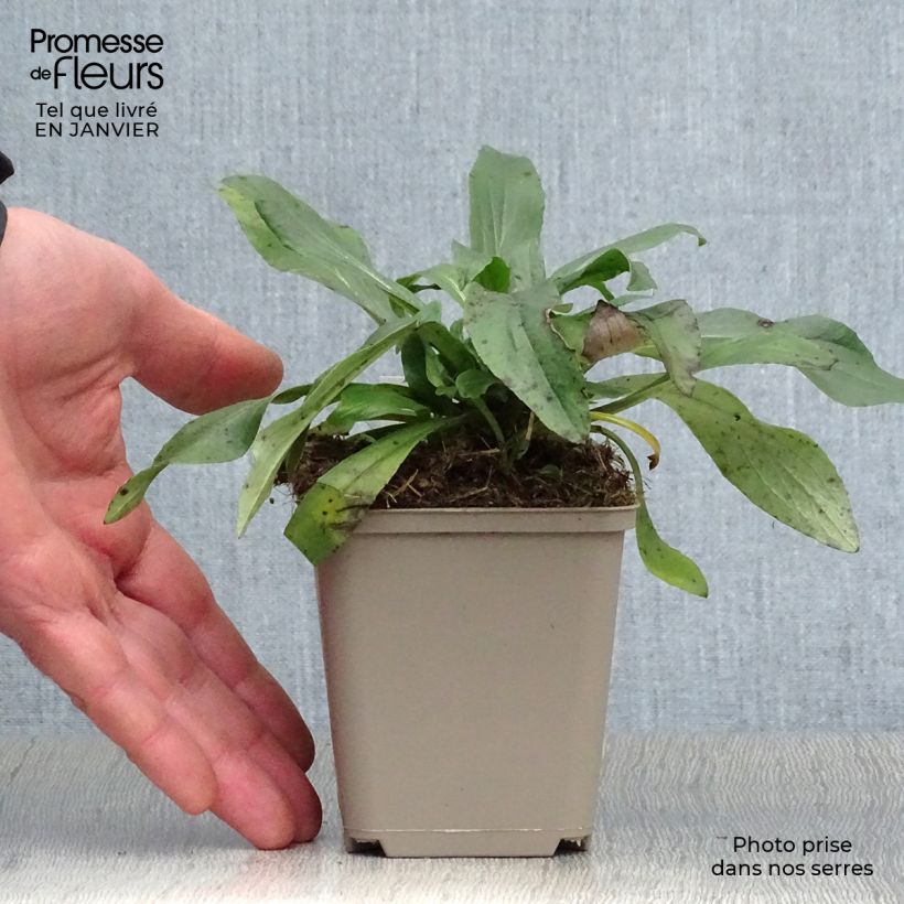 Spécimen de Digitalis Spice Island - Digitale  Godet de 8/9 cm tel que livré en hiver