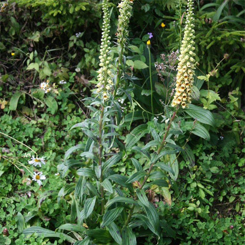 Digitalis ferruginea Gigantea - Vingerhoedskruid (Groeiplaats)