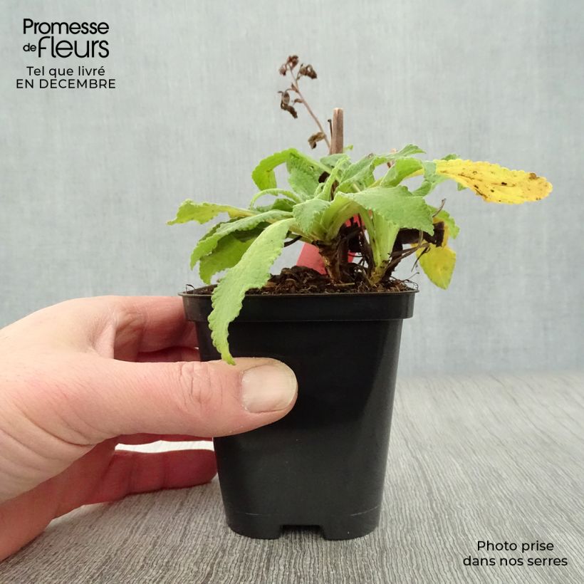 Spécimen de Digitalis purpurea Alba - Digitale pourpre Blanche. Godet de 8/9 cm tel que livré en hiver