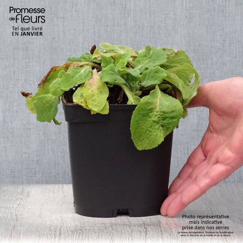 Spécimen de Digitalis purpurea Alba - Digitale pourpre Blanche. Pot de 2L/3L tel que livré en hiver