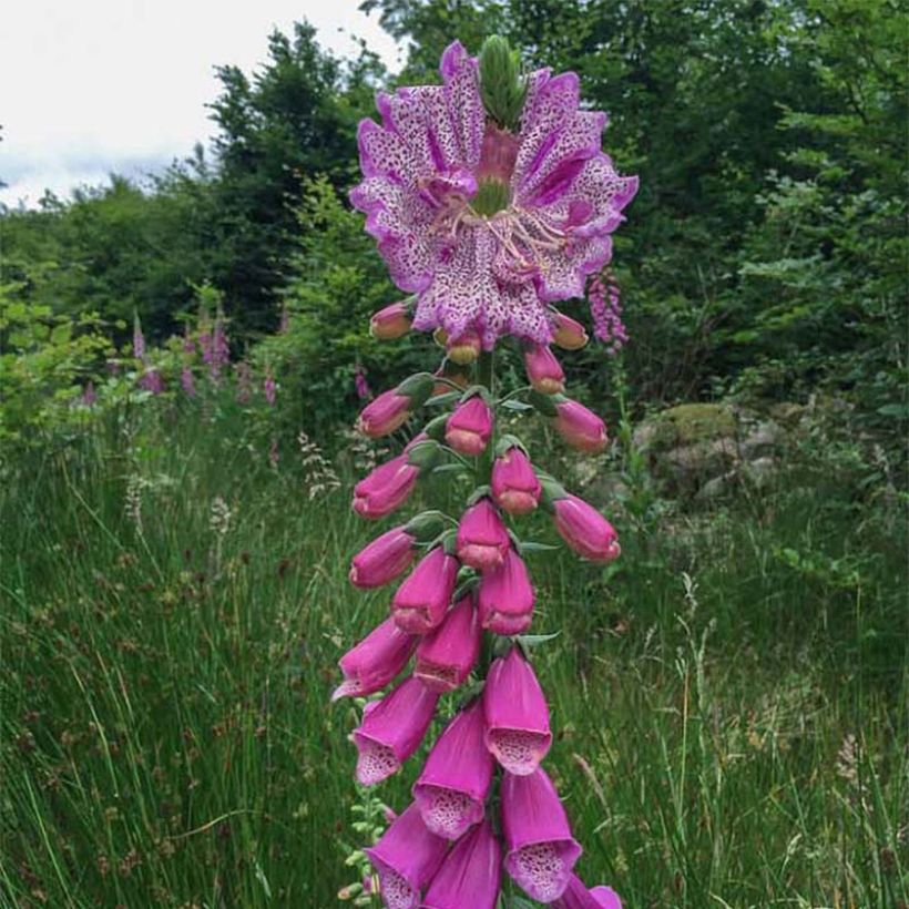 Digitalis purpurea Monstrosa (Hábito)