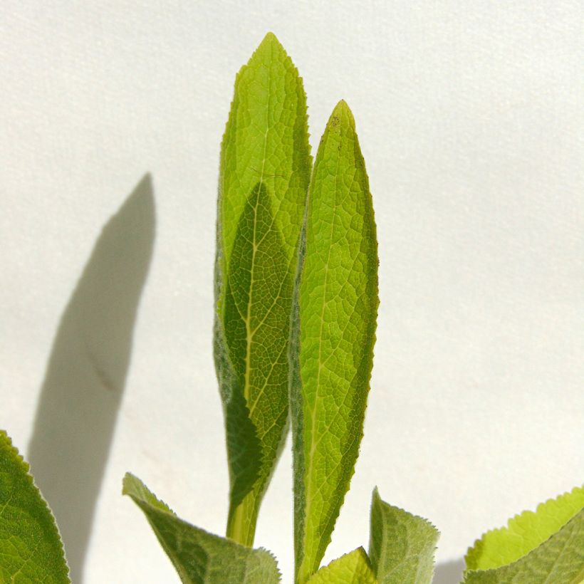 Digitalis purpurea Snow Thimble - Digitale pourpre (Feuillage)
