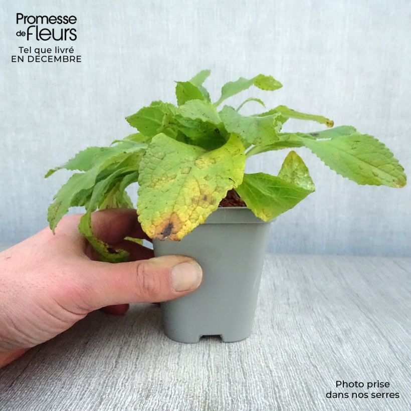 Spécimen de Digitalis purpurea Snow Thimble - Digitale pourpre  Godet de 8/9 cm tel que livré en hiver