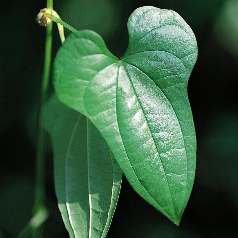 Igname de chine - Dioscorea batatas (Feuillage)