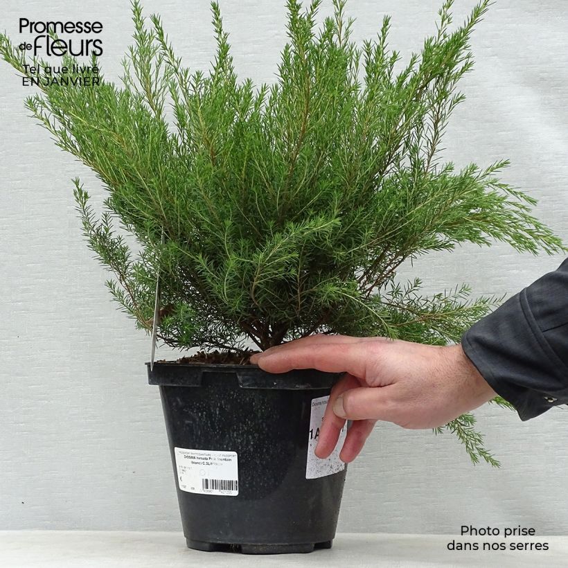 Spécimen de Diosma hirsuta Pink Fountain Pot de 2L/3L tel que livré en hiver